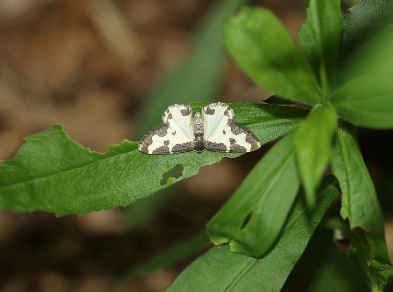 Bird peeper by Matthias Brix