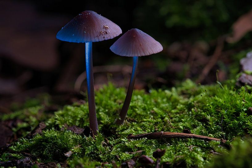 Delicate mushrooms filigree on the forest floor by Martin Köbsch