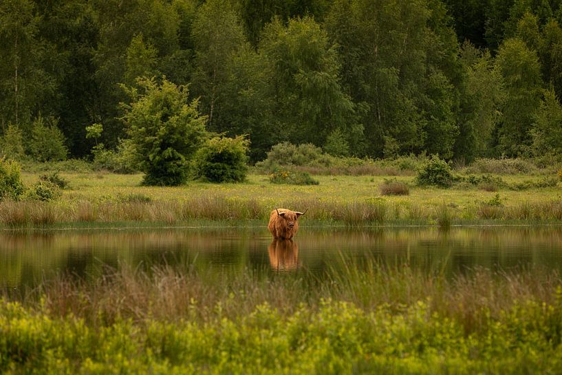 Schottischer Highlander im Wasser von KB Design & Photography (Karen Brouwer)