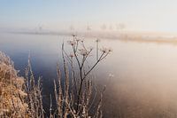 Weiches Licht & Winter in der Polderlandschaft