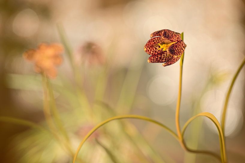 Lapwing Flower (Fritillaria meleagris) by Carola Schellekens