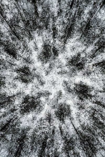 Abstract in het bos van Cathy Roels