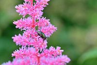 Grüne Fleischfliege auf rosa Spirea Astilbe
