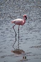 De Flamingo