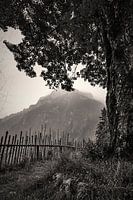 Landschaft Baum Berg