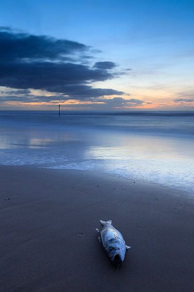 Poissons échoués par gaps photography