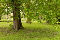 Kastanje in bloei voor kasteel Rhijnauwen