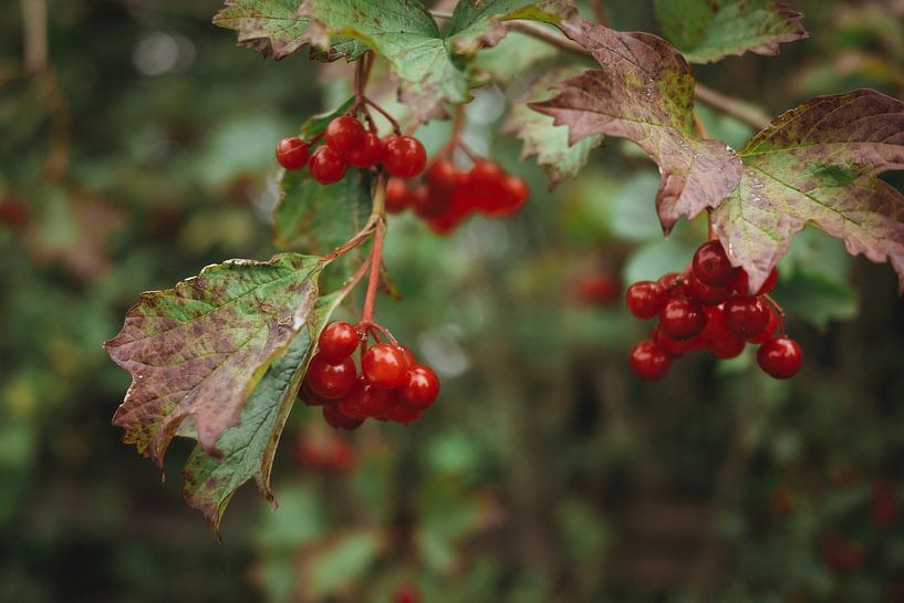 Red berries, Gelderland Rose | Travel photography fine art photo print | England, UK by Sanne Dost