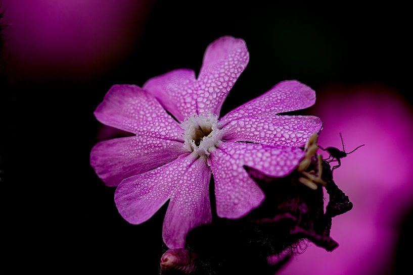 Fleur rose avec visiteur en partance. par Huub de Bresser