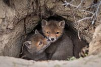 Renardeaux dans leur château