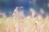 Schilf, weiches Blau