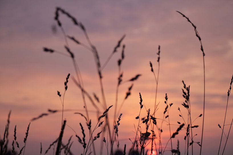 Ciel rose par Lisa Bouwman