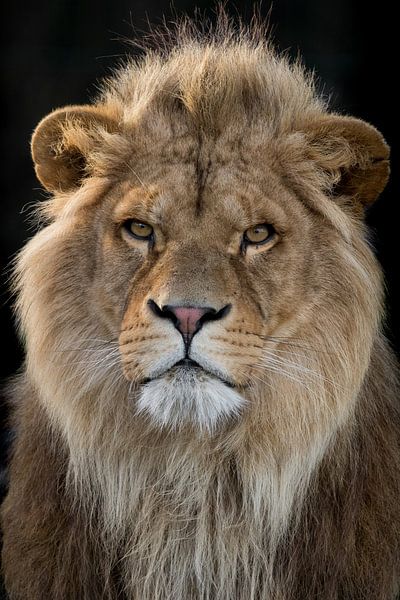 Portrait of a lion by RT Photography