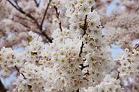 Fleur ornementale japonaise / Sakura