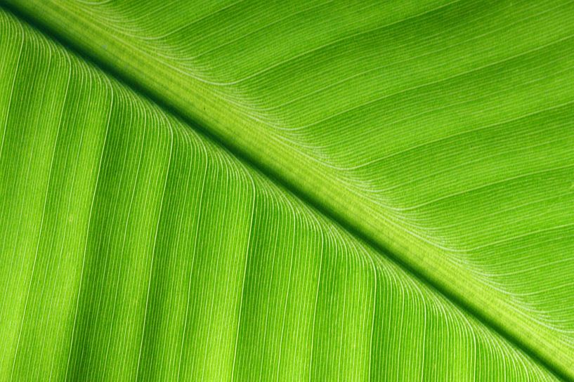 Blatt von Human- pictures