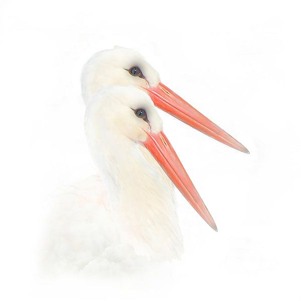 Weißstorch im Hochschlüssel von John van Liempt