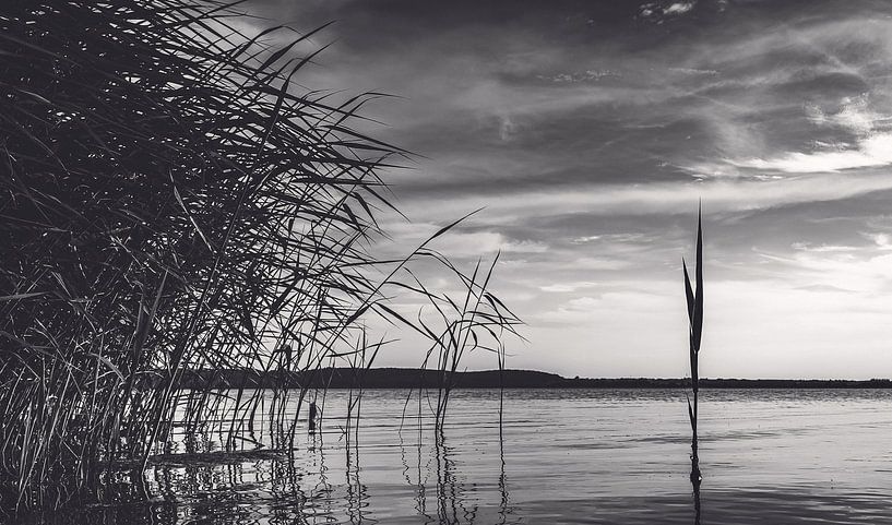 Schwarzweiss Schilfrohr mitten im See. Melancholie von Jakob Baranowski - Photography - Video - Photoshop