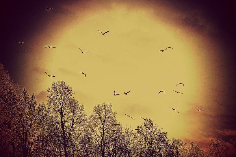 vogel / bird / oiseau von melissa demeunier