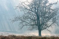 Baum in schöner Atmosphäre Landschaft