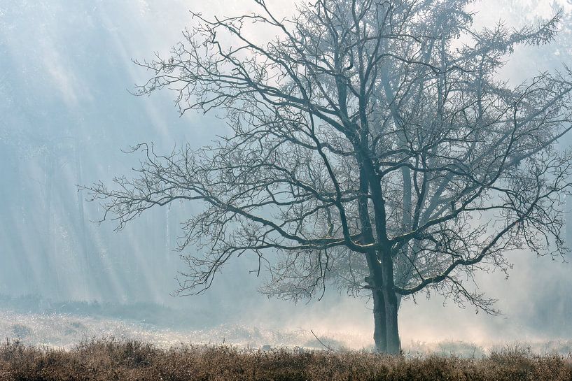 Tree in beautiful atmosphere landscape by Jan Linskens