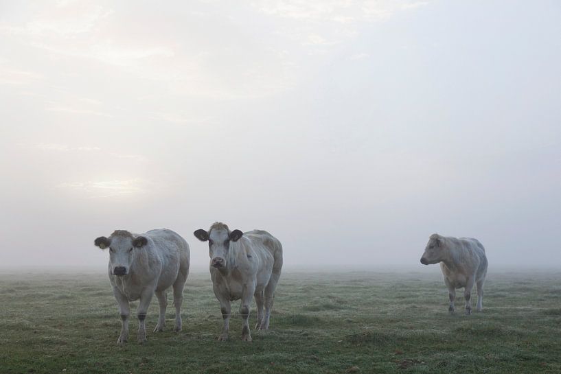 Kuh betrachtet zwei andere Kühe mit weißem Fleisch im Morgennebel auf der Wiese von anton havelaar