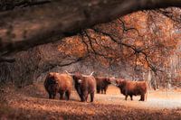 Schottische Hochlandbewohner