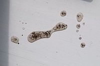 Tropfen mit Erde in ihnen / Inseln