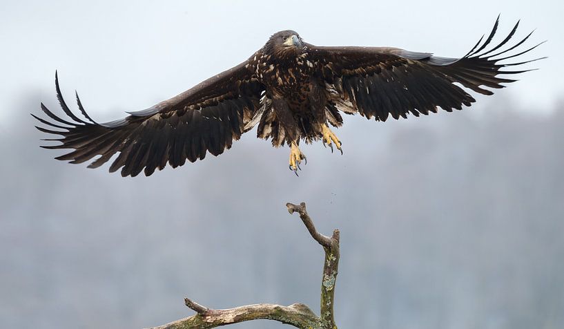 White Tailed Eagle by Menno Schaefer