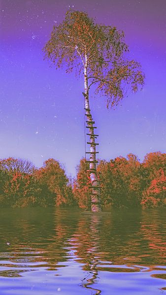 Mystery in the riparian forest - birch reflection in purple light by Christine Nöhmeier