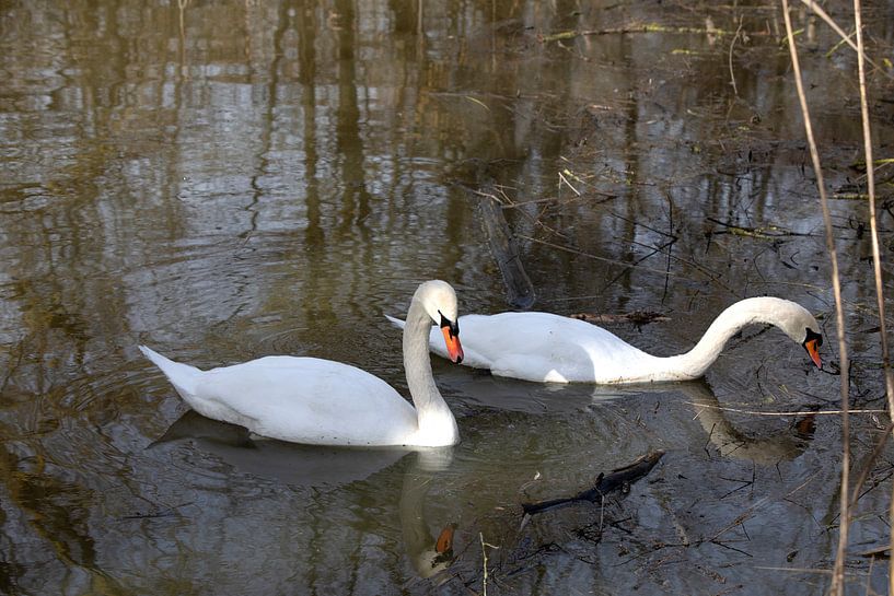 Es ist schwer im trüben Wasser was fressbares zu finden von Harald Schottner