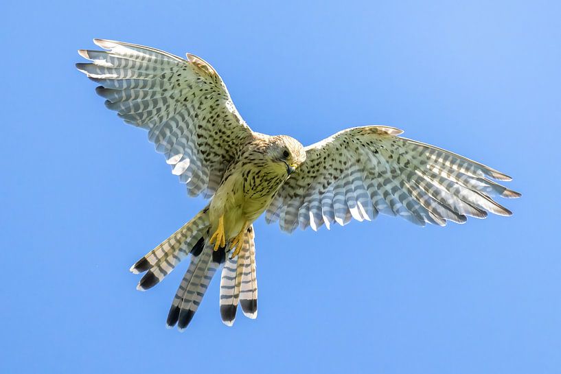 Faucon crécerelle en vol par Teresa Bauer