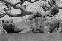 Zilveren leeuw bewaakt platanen