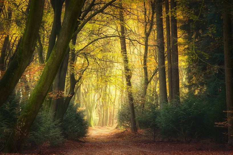 Oblivion von Ellen Borggreve