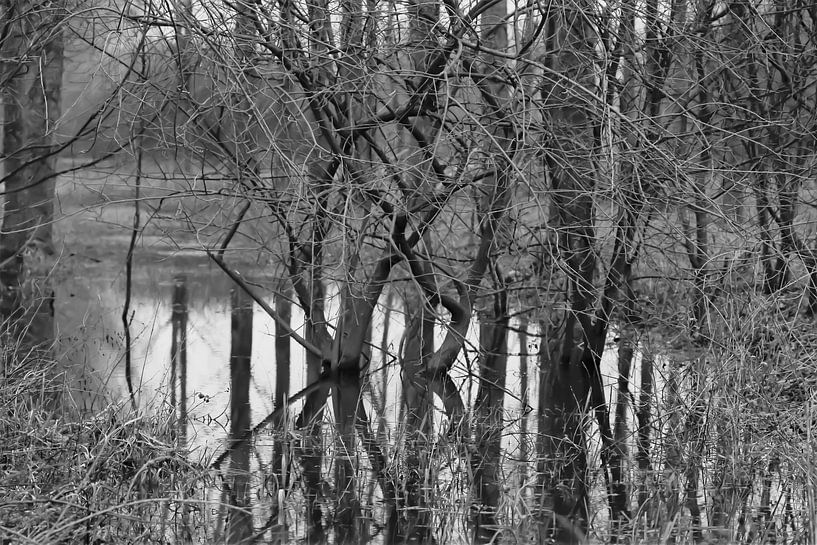Verdronken bos 1 by Marco van de Pol