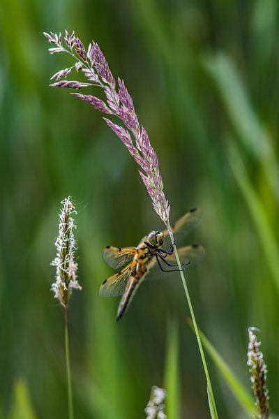 Dragonfly clinging to a bending reed stem by Harrie Muis