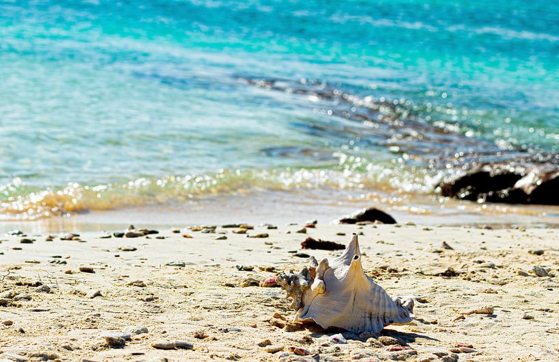 Meer mit Muschel von Daphne Brouwer