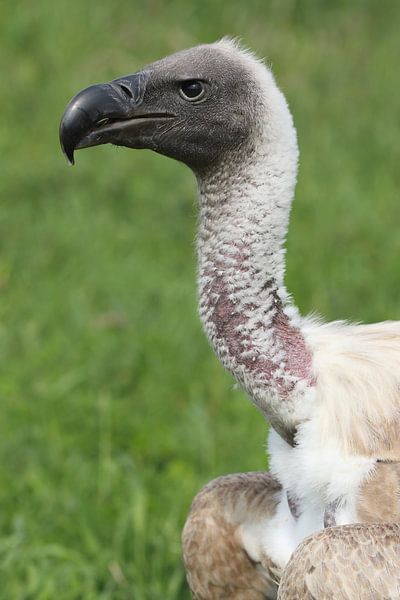 Weißrückengeier (Gyps africanus) von Ronald Pol
