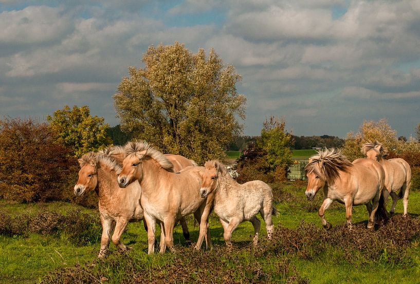 Pferde von Natasja Martijn