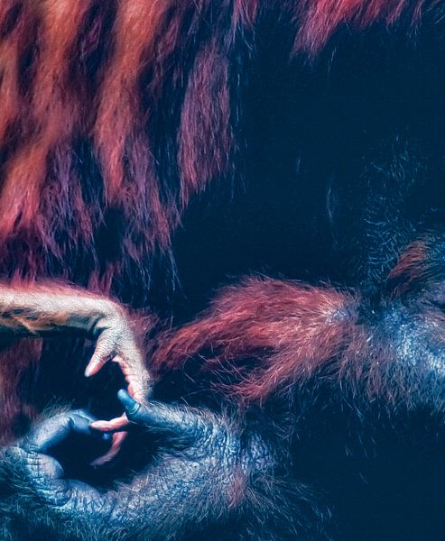 Orang-Utan-Baby von Truckpowerr