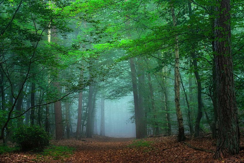 forêt bleue par Danielle de Graaf