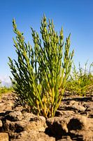 Großer Samphire und blauer Himmel
