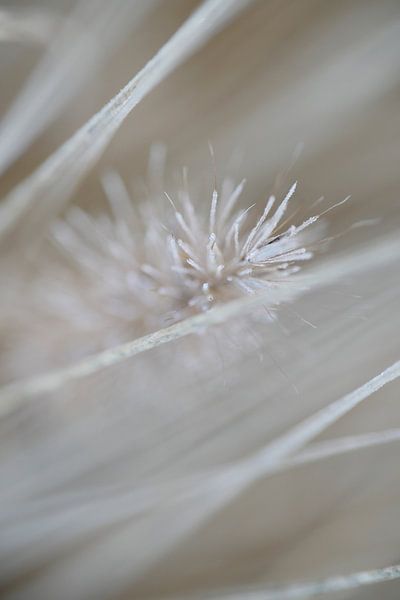 Pastels surgelés par Miss Antenna