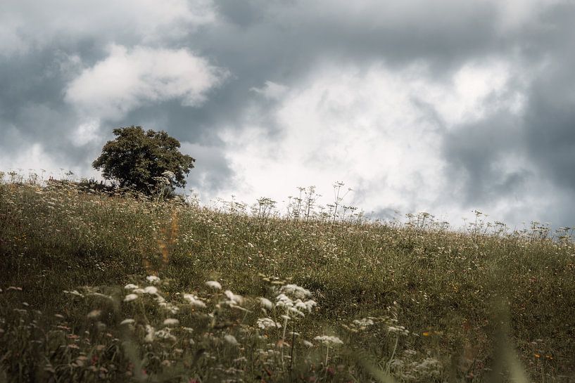 Baum auf dem Feld von Andreas Vanhoutte