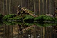 Koolmeesje gespiegeld in water