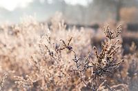 Mûr sur l'Oirschotse Heide