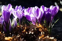 Crocuses in sunlight 4