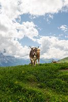 Rencontre avec une vache à Grosse Scheidegg, Suisse
