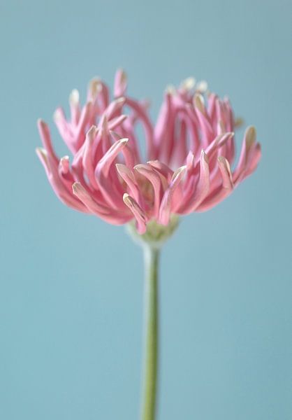 Rosa, grün und hellblau von tim eshuis