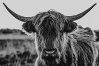 Schottische Highlander | Schwarz-Weiß-Fotografie
