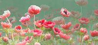 Red anemones